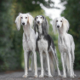 Spotlight Breed Saluki 