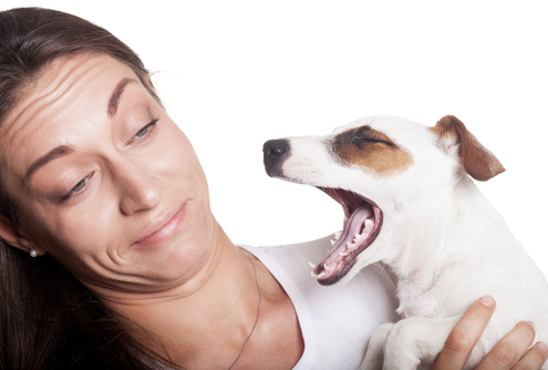 Bad Dog Breath – What You Can Do to Help! 