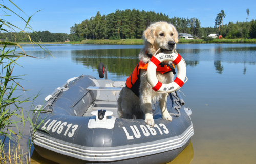 Boat Training Tips for Your Dog 