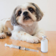 Diabetic Comas in Dogs 