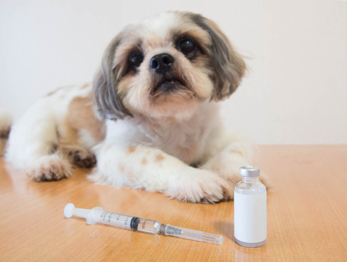 Diabetic Comas in Dogs 