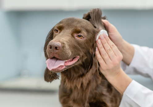 Ear Cleaning Tips for Dogs 