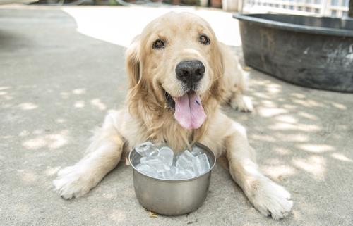 Ice Water & Bloat in Dogs 