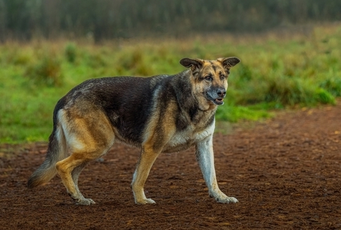 Improving a Dog’s Lifespan 