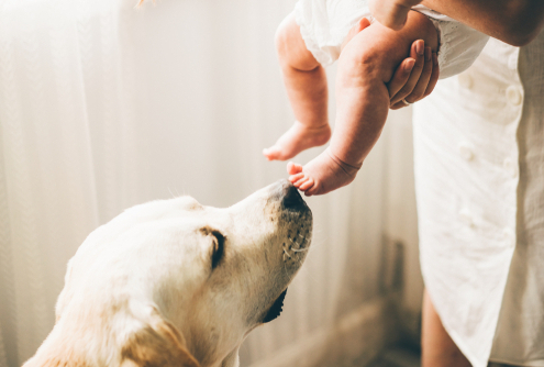 Introducing Your Dog to a Newborn