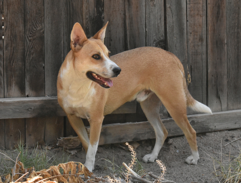 Spotlight Breed Carolina Dog 