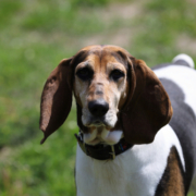 Spotlight Breed English Foxhound