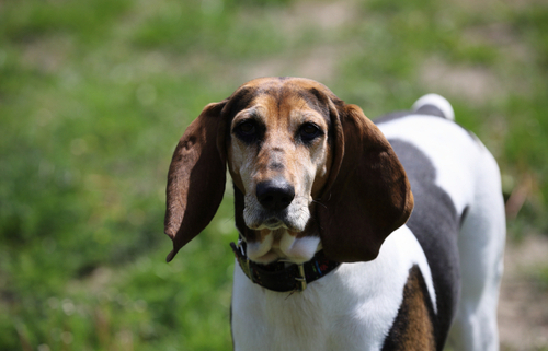 Spotlight Breed English Foxhound