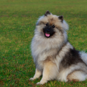 Spotlight Breed Keeshond 