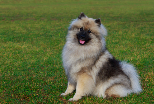 Spotlight Breed Keeshond 