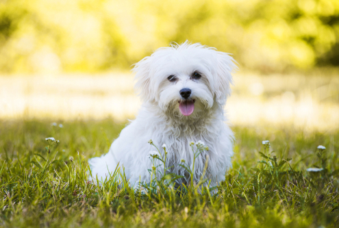 Spotlight Breed Maltese