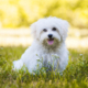 Spotlight Breed Maltese