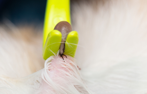 Tick Removal for Dogs