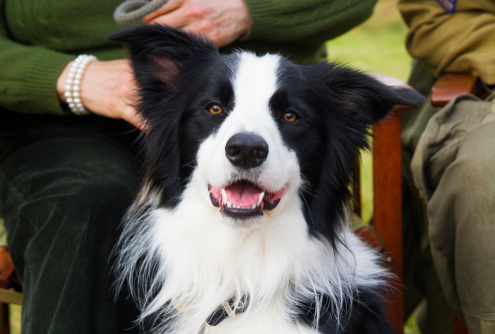 Top Smartest Dog Breeds 