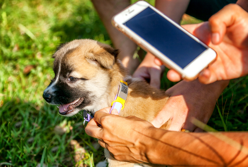 What To Do If You Find a Lost Dog 