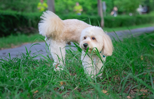 Why Do Dogs Eat Grass 