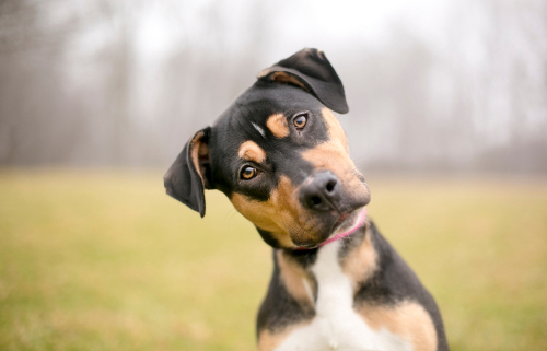 4 Common Dog Facial Expressions