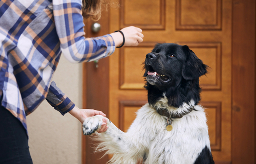 Benefits of Using Treats During Training