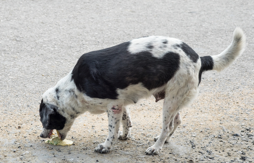 Can Dogs Get Food Poisoning 