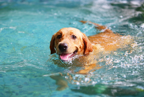 Can Dogs Swim in Chlorine Pools 