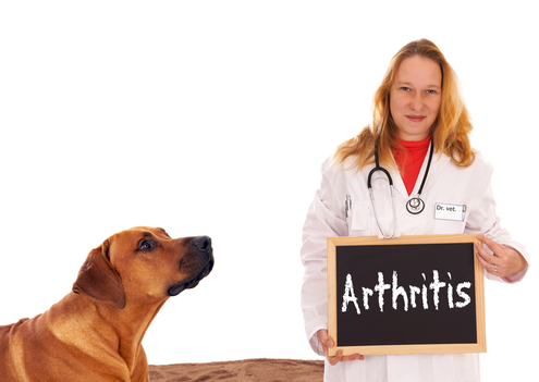 Caring for a Dog with Arthritis