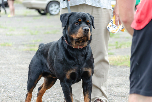 Greeting a Dog to Prevent Bites 