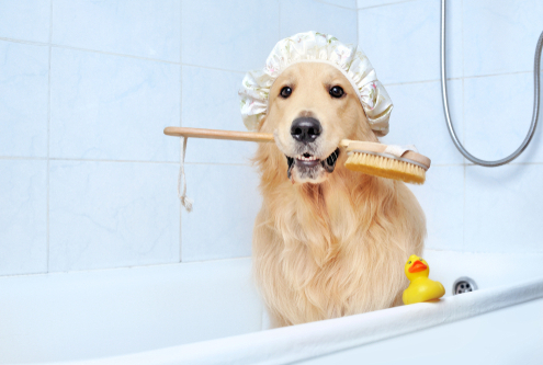 How to Properly Bathe a Dog 