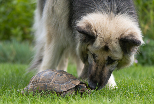 Keeping Reptiles in a Home with a Dog