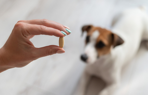 Nutrition Tips for Dogs 