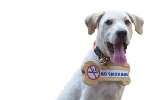 Secondhand Smoke & Dogs 