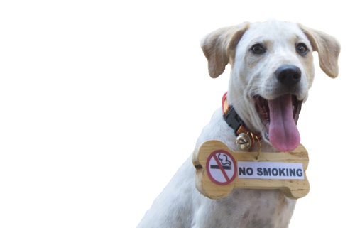 Secondhand Smoke & Dogs 