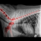 Shoulder Injuries in Dogs