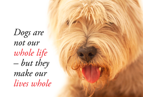 Some of the Best Dog Quotes! 