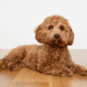 Spotlight Breed Cavapoo 