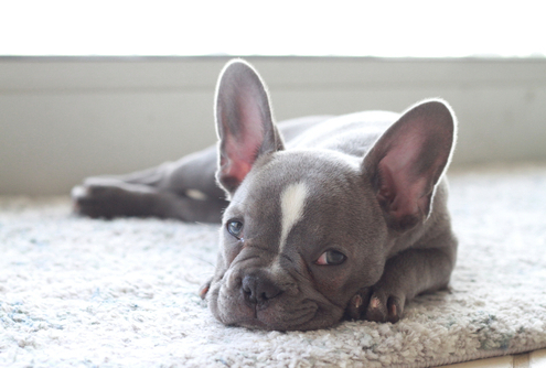 Spotlight Breed Frenchton