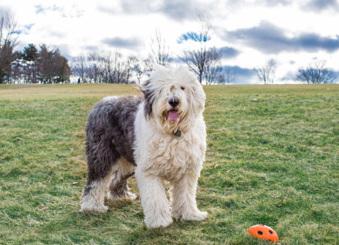 Spotlight Breed Old English Sheepdog