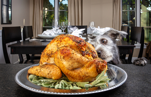 Thanksgiving Treats You Can Share with Your Dog! 