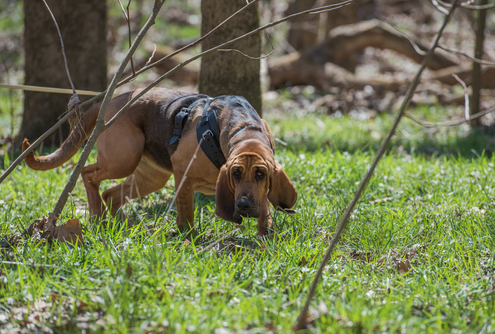 The Best Tracking Dogs 