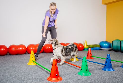 Balance Training for Dogs 