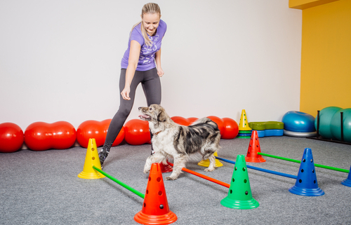 Balance Training for Dogs 