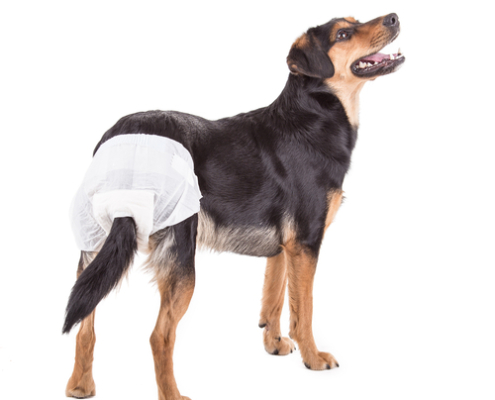 Benefits of Dog Diapers