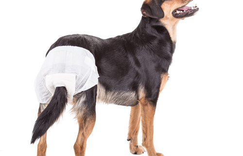 Benefits of Dog Diapers