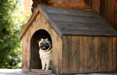 Dog Houses – Tips 