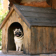 Dog Houses – Tips 