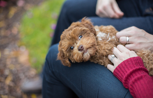 Dog Love Languages  