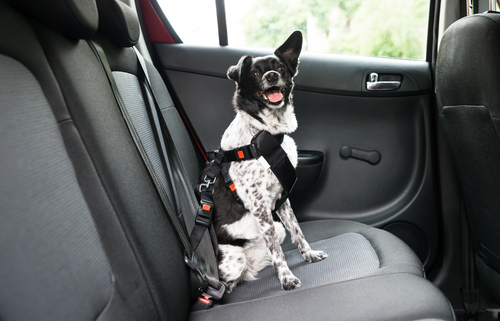 Dog Seat Belts