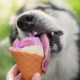 Dogs & Ice Cream – Is This a Good Combination 