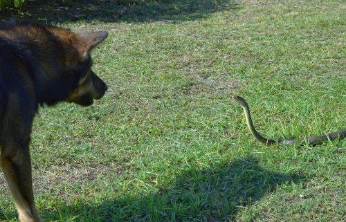 Dogs & Snake Bites 