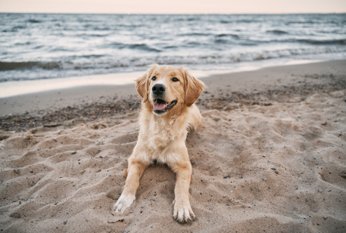 Dogs at the Beach – Safety Tips 