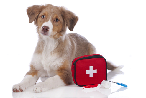 Emergency Preparedness Plan for Pets 